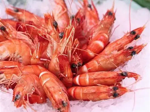 Crevettes sur glace