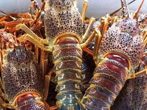 Langoustes